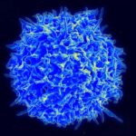 Comment les lymphocytes T font la distinction entre des antigènes d’affinités différentes