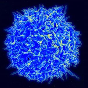 How T cells discriminate between antigens of different affinities