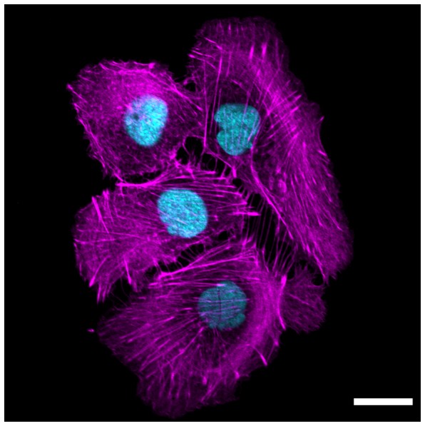 Cellular imaging IPBSToulouse