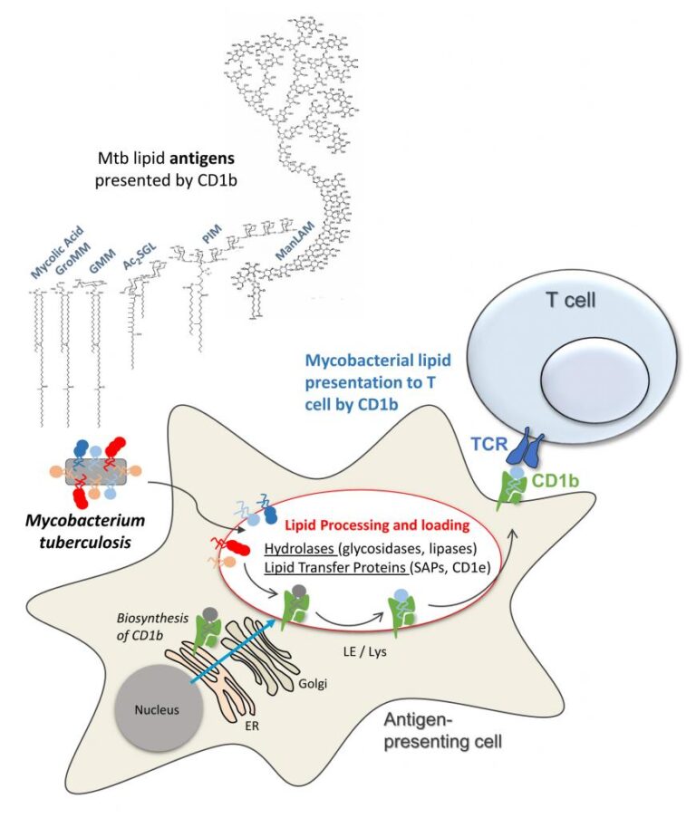 Glycolipid antigen presentation to CD1restricted T cells IPBSToulouse