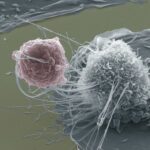 Infection des macrophages par les lymphocytes T VIH+ : Fusionner pour mieux infecter