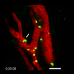 Projet de thèse à l’interface Cancérologie / Immunologie / Biologie Vasculaire (H/F)