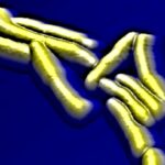 L’organisation des sucres à la surface de Mycobacterium tuberculosis facilite l’infection