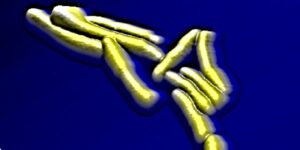 The organisation of carbohydrates on the surface of Mycobacterium tuberculosis facilitates infection