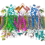 We recruit a Group leader in Integrative Structural Biology