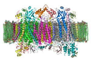 We recruit a Group leader in Integrative Structural Biology