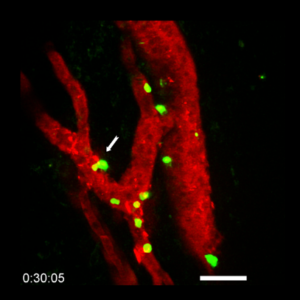 Post-doctoral position at the interface Cancer / Immunology / Vascular Biology (M/F)