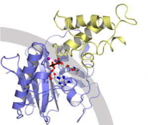 PptT in the spotlight: deciphering the mechanism of action of an essential enzyme from Mycobacterium tuberculosis