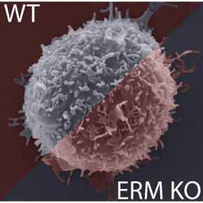 The migration of macrophages: a mechanism that deviates from the norm