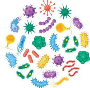 L’IPBS recrute un.e responsable de groupe en biologie des infections