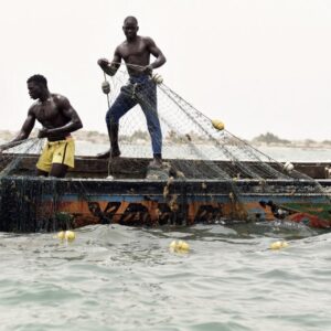 ‘The mysterious disease of Senegalese fishermen’: the culprit is a toxic marine microalga