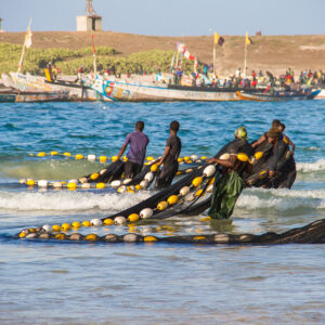 ‘The mysterious disease of Senegalese fishermen’: the culprit is a toxic marine microalga