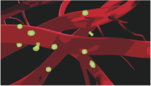 Blood vessels fighting cancer: development of a treatment that enhances the effectiveness of immunotherapy by increasing the entry of ‘killer’ lymphocytes into tumors