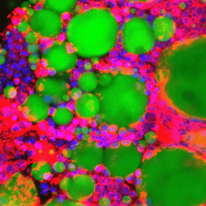 A new type of anucleate fat cell involved in blood cell production discovered in human bone marrow