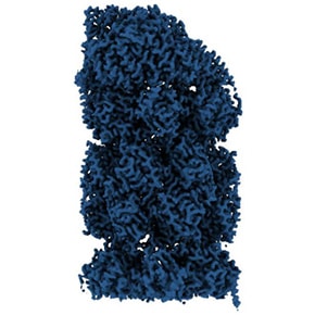 Proteasome