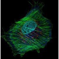subcellular.tif